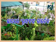 ଜୈବିକ ଉପାୟରେ 'ରୁଫଟପ୍ ଗାର୍ଡ଼େନିଙ୍ଗ' ଯାହା ଛାତକୁ କରେ ଦ୍ବିଗୁଣିତ ସୁନ୍ଦର