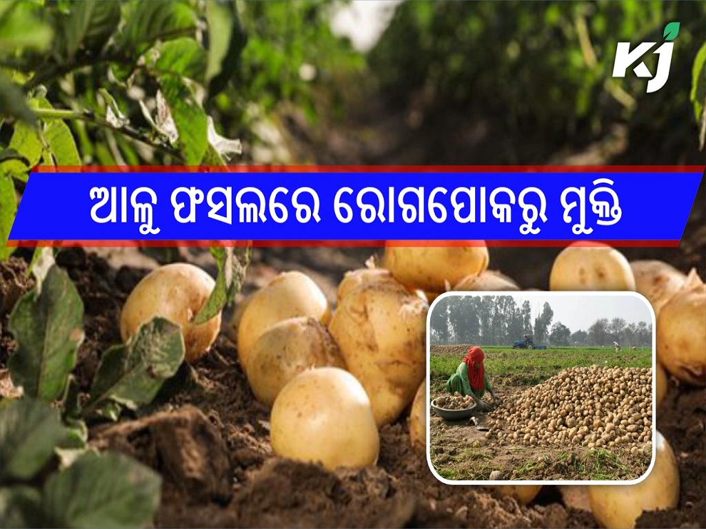 To save potato from pests and diseases