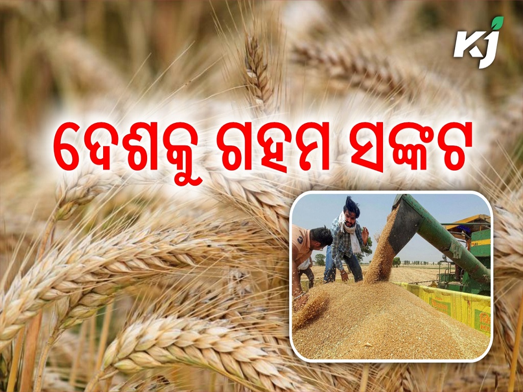 Wheat shortage concerns the central govt