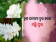 ଅନେକ ସମସ୍ଯା ଦୂର କରେ ମଲ୍ଲୀ ଫୁଲ