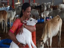 ଭାଲେଣ୍ଟାଇନ୍ସ ଡେରେ ପାଳନ ହେବ 'ଗୋ ଆଲିଙ୍ଗନ ଦିବସ' !  ଭାଲେଣ୍ଟାଇନ୍ସ ଡେରେ ପାଳନ ହେବ 'ଗୋ ଆଲିଙ୍ଗନ ଦିବସ' !