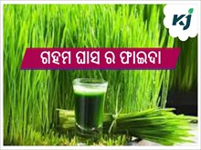 ଜାଣନ୍ତୁ, ଗହମ ଘାସ ରସ ଏବଂ ପାଉଡର ର ସ୍ୱାସ୍ଥ୍ୟ ପାଇଁ ଉପକାରିତା