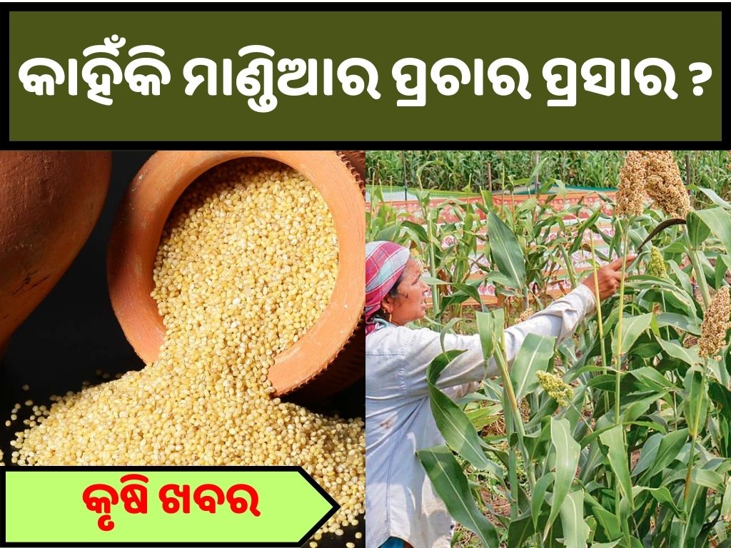 Why Government Is Promoting Millet ?