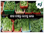 ଅର୍ଥକାରୀ ଫସଲ ଶାଗ ଚାଷରେ ସାର ପ୍ରୟୋଗ ଅର୍ଥକାରୀ ଫସଲ ଶାଗ ଚାଷରେ ସାର ପ୍ରୟୋଗ