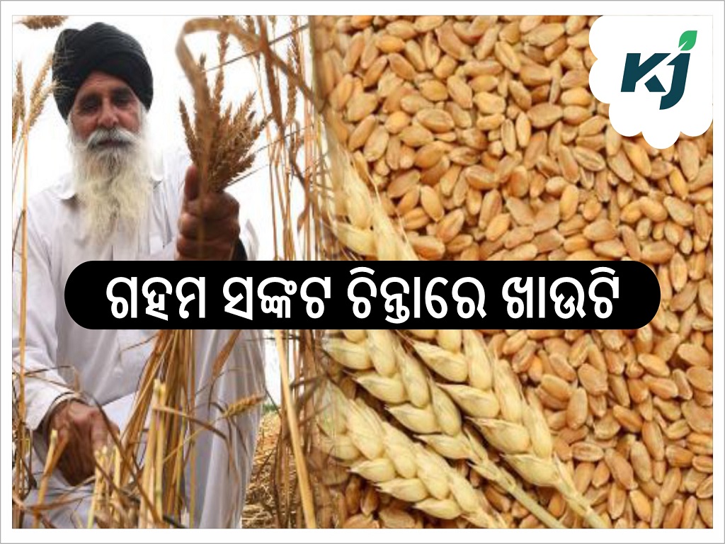 Wheat crisis: Warm February temperatures threaten Rabi crop