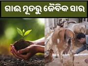 Say No to Chemical: ଗୋମୂତ୍ରରୁ ତିଆରି କରନ୍ତୁ ଜୈବିକ ସାର Say No to Chemical: ଗୋମୂତ୍ରରୁ ତିଆରି କରନ୍ତୁ ଜୈବିକ ସାର