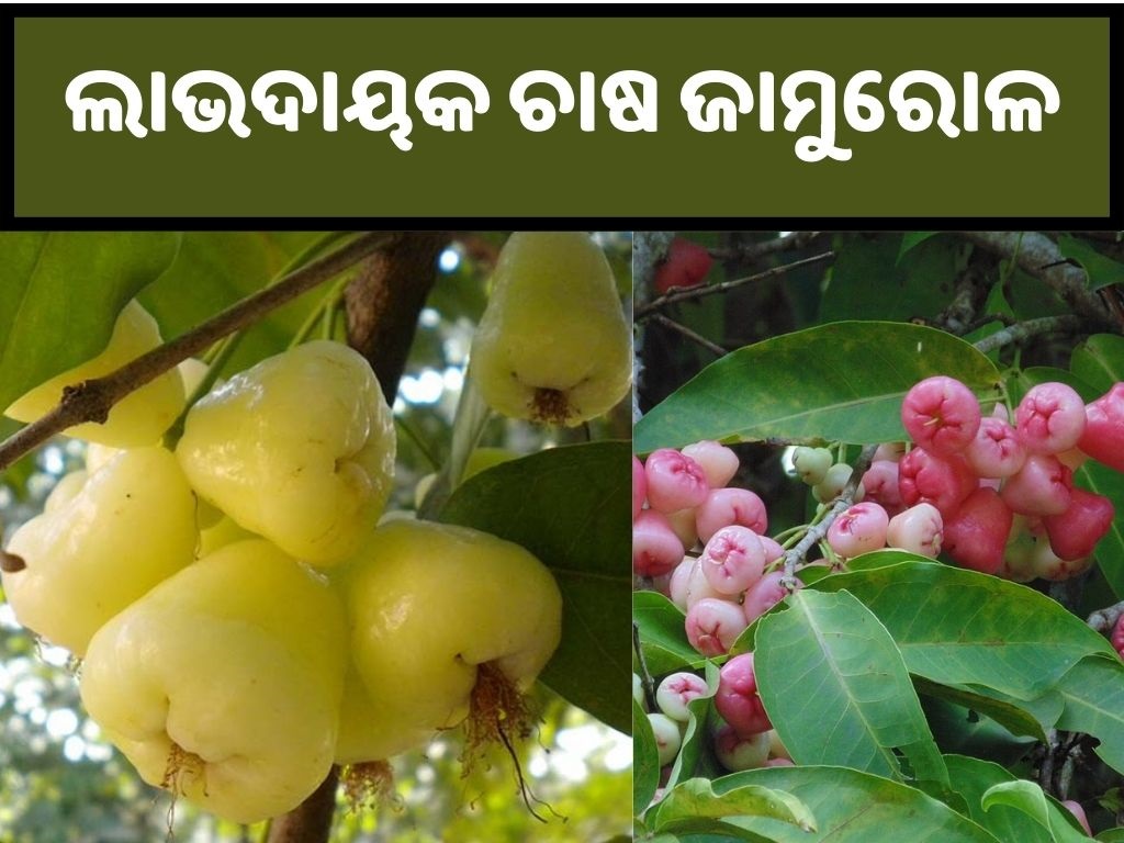 Benefits of Water Apple Farming