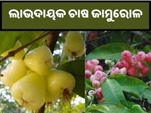 ଲାଭଦାୟକ ଚାଷ ଜାମୁରୋଳ... ଲାଭଦାୟକ ଚାଷ ଜାମୁରୋଳ...