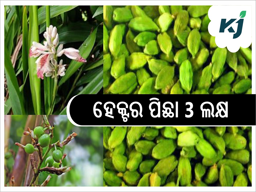 Cardamom has shown to be a successful crop to grow organically