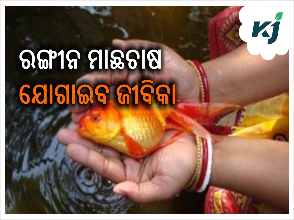 ornamental fish cultivation