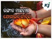 ବେକାରୀ ସମସ୍ୟା କମାଇବ ରଙ୍ଗୀନ ମାଛ ଚାଷ