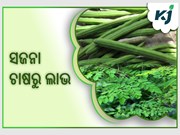 ସଜନା,କମ ବ୍ୟୟରେ ଦେଇଥାଏ ଅଧିକ ଲାଭ ସଜନା,କମ ବ୍ୟୟରେ ଦେଇଥାଏ ଅଧିକ ଲାଭ