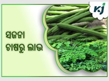 ସଜନା,କମ ବ୍ୟୟରେ ଦେଇଥାଏ ଅଧିକ ଲାଭ ସଜନା,କମ ବ୍ୟୟରେ ଦେଇଥାଏ ଅଧିକ ଲାଭ