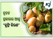 ନୂତନ ପ୍ରକାରର ଆଳୁ "କୁଫ୍ରି କିରଣ", ଉଚ୍ଚ ତାପମାତ୍ରାରେ ମଧ୍ୟ ଦେବ ବମ୍ପର ଉତ୍ପାଦନ ନୂତନ ପ୍ରକାରର ଆଳୁ "କୁଫ୍ରି କିରଣ", ଉଚ୍ଚ ତାପମାତ୍ରାରେ ମଧ୍ୟ ଦେବ ବମ୍ପର ଉତ୍ପାଦନ