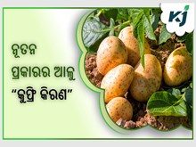 ନୂତନ ପ୍ରକାରର ଆଳୁ "କୁଫ୍ରି କିରଣ", ଉଚ୍ଚ ତାପମାତ୍ରାରେ ମଧ୍ୟ ଦେବ ବମ୍ପର ଉତ୍ପାଦନ ନୂତନ ପ୍ରକାରର ଆଳୁ "କୁଫ୍ରି କିରଣ", ଉଚ୍ଚ ତାପମାତ୍ରାରେ ମଧ୍ୟ ଦେବ ବମ୍ପର ଉତ୍ପାଦନ