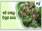 କାଷ୍ଟର ତଥା ଜଡ଼ା ଚାଷ ଦ୍ୱାରା ପାଆନ୍ତୁ ଦ୍ବିଗୁଣ ଲାଭ କାଷ୍ଟର ତଥା ଜଡ଼ା ଚାଷ ଦ୍ୱାରା ପାଆନ୍ତୁ ଦ୍ବିଗୁଣ ଲାଭ