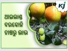 ଓଡିଶା ମାଟିରେ ଫଳୁଛି ଥାଇଲାଣ୍ଡ ବରକୋଳି ଓଡିଶା ମାଟିରେ ଫଳୁଛି ଥାଇଲାଣ୍ଡ ବରକୋଳି