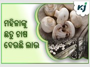 ଛତୁ ଚାଷରୁ ମହିଳା କମାଉଛନ୍ତି ଲକ୍ଷ ଲକ୍ଷ ଟଙ୍କା