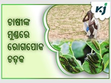 ଚାଷୀଙ୍କର ଭେକାଳ ବୁଡ଼େଇଲାଣି ଏହି ରୋଗପୋକ  ଚାଷୀଙ୍କର ଭେକାଳ ବୁଡ଼େଇଲାଣି ଏହି ରୋଗପୋକ