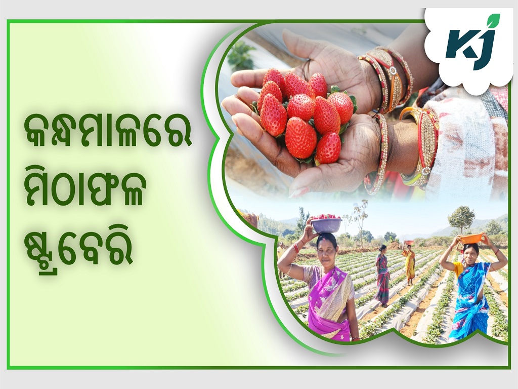 Strawberry farming in kandhamal district