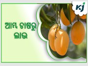 ଲାଭ ଦେବ ବ୍ୟବସାୟିକ ଭିତ୍ତିରେ ଆମ୍ବ ଚାଷ ଲାଭ ଦେବ ବ୍ୟବସାୟିକ ଭିତ୍ତିରେ ଆମ୍ବ ଚାଷ