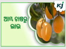 ଲାଭ ଦେବ ବ୍ୟବସାୟିକ ଭିତ୍ତିରେ ଆମ୍ବ ଚାଷ ଲାଭ ଦେବ ବ୍ୟବସାୟିକ ଭିତ୍ତିରେ ଆମ୍ବ ଚାଷ