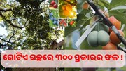 ଗୋଟିଏ ଗଛରେ ଫଳୁଛି ୩୦୦ ପ୍ରଜାତିର ଫଳ....