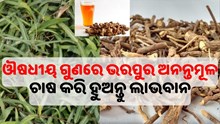 ଔଷଧୀୟ ଗୁଣରେ ଭରପୁର ଅନନ୍ତମୂଳ, ଭଲ କରିଦେବ ଶରୀରର ବିଭିନ୍ନ ପ୍ରକାରର ରୋଗ ଔଷଧୀୟ ଗୁଣରେ ଭରପୁର ଅନନ୍ତମୂଳ, ଭଲ କରିଦେବ ଶରୀରର ବିଭିନ୍ନ ପ୍ରକାରର ରୋଗ