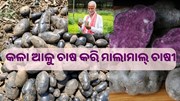 କେବେ ଖାଇଛନ୍ତି କି କଳା ଆଳୁ ?କଳା ଆଳୁ ଚାଷ କରି ଏବେ ମାଲାମାଲ ଚାଷୀ... କେବେ ଖାଇଛନ୍ତି କି କଳା ଆଳୁ ?କଳା ଆଳୁ ଚାଷ କରି ଏବେ ମାଲାମାଲ ଚାଷୀ...