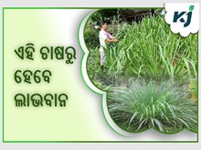 ଜାଣନ୍ତୁ କ'ଣ ଏହି ଘାସ, ଯାହା ତେଲରୁ ଚାଷୀ କମାଉଛନ୍ତି ଲକ୍ଷ ଲକ୍ଷ ଟଙ୍କା ଜାଣନ୍ତୁ କ'ଣ ଏହି ଘାସ, ଯାହା ତେଲରୁ ଚାଷୀ କମାଉଛନ୍ତି ଲକ୍ଷ ଲକ୍ଷ ଟଙ୍କା