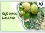 ପିଜୁଳି ଚାଷ ନଷ୍ଟରେ କାରଣ ସାଜୁଛି କି ଝାଉଁଳା ରୋଗ ? ଜାଣନ୍ତୁ ପ୍ରତିକାର..... ପିଜୁଳି ଚାଷ ନଷ୍ଟରେ କାରଣ ସାଜୁଛି କି ଝାଉଁଳା ରୋଗ ? ଜାଣନ୍ତୁ ପ୍ରତିକାର.....