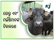 ଦେଶରେ ପ୍ରାୟ ୨୪ କୋଟି ଗୋରୁ ଏବଂ ମଇଁଷିମାନଙ୍କ ଟିକାକରଣ
