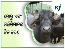 ଦେଶରେ ପ୍ରାୟ ୨୪ କୋଟି ଗୋରୁ ଏବଂ ମଇଁଷିମାନଙ୍କ ଟିକାକରଣ