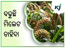 ଜରୁରୀ ପୋଷକ ତତ୍ତ୍ୱରେ ଭରପୂର ମିଲେଟ ଜରୁରୀ ପୋଷକ ତତ୍ତ୍ୱରେ ଭରପୂର ମିଲେଟ