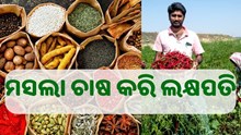 ମସଲା ଚାଷ କରି ଏବେ ମାଲାମାଲ ଚାଷୀ, ଜାଣନ୍ତୁ କେଉଁ ଉପାୟରେ କରିବେ ଚାଷ.....
