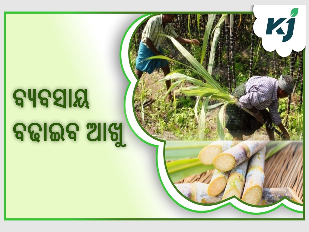 Profitable sugarcane farming tips