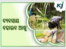 ଆଖୁ ଚାଷ କରି କମାନ୍ତୁ ଲକ୍ଷ ଲକ୍ଷ ଟଙ୍କା ଆଖୁ ଚାଷ କରି କମାନ୍ତୁ ଲକ୍ଷ ଲକ୍ଷ ଟଙ୍କା