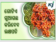 ଗୋଟିଏ ଗୁଆଗଛ, ଆପଣଙ୍କୁ ୭୦ ବର୍ଷ ପର୍ଯ୍ୟନ୍ତ ଦେବ ଲାଭ ଗୋଟିଏ ଗୁଆଗଛ, ଆପଣଙ୍କୁ ୭୦ ବର୍ଷ ପର୍ଯ୍ୟନ୍ତ ଦେବ ଲାଭ