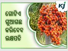 ଗୋଟିଏ ଗୁଆଗଛ, ଆପଣଙ୍କୁ ୭୦ ବର୍ଷ ପର୍ଯ୍ୟନ୍ତ ଦେବ ଲାଭ ଗୋଟିଏ ଗୁଆଗଛ, ଆପଣଙ୍କୁ ୭୦ ବର୍ଷ ପର୍ଯ୍ୟନ୍ତ ଦେବ ଲାଭ