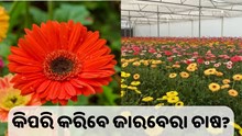 କିପରି କରିବେ ଜାରବେରା ଚାଷ ? କିପରି କରିବେ ଜାରବେରା ଚାଷ ?