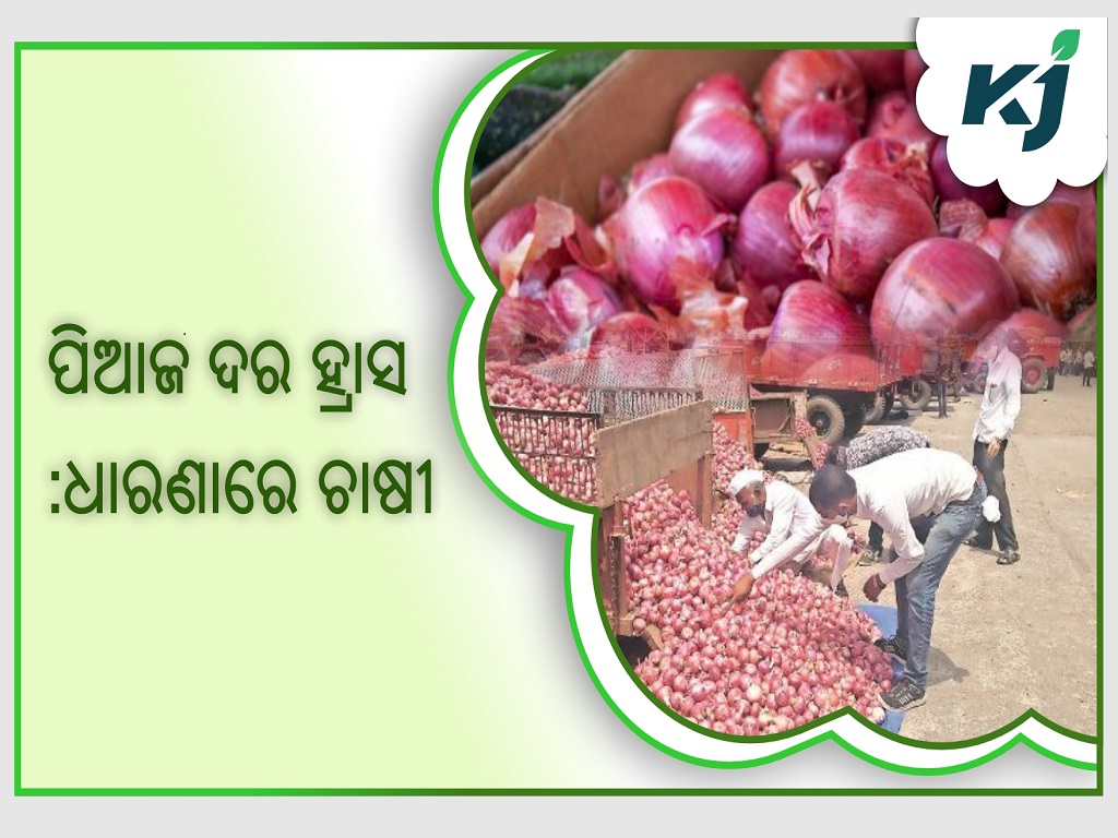 Government will purchase 3 lakh tones of onion in Rabi season