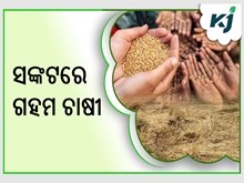 ସଙ୍କଟରେ ଗହମ ଚାଷୀ  ସଙ୍କଟରେ ଗହମ ଚାଷୀ
