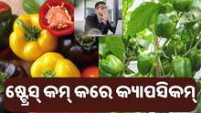 ମସ୍ତିଷ୍କ ବିକାଶରେ ସାହାଯ୍ୟ କରେ କ୍ୟାପସିକମ୍...