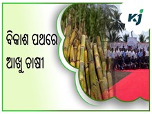 ବିକାଶ ପଥରେ ଆଖୁ ଚାଷୀ  ବିକାଶ ପଥରେ ଆଖୁ ଚାଷୀ