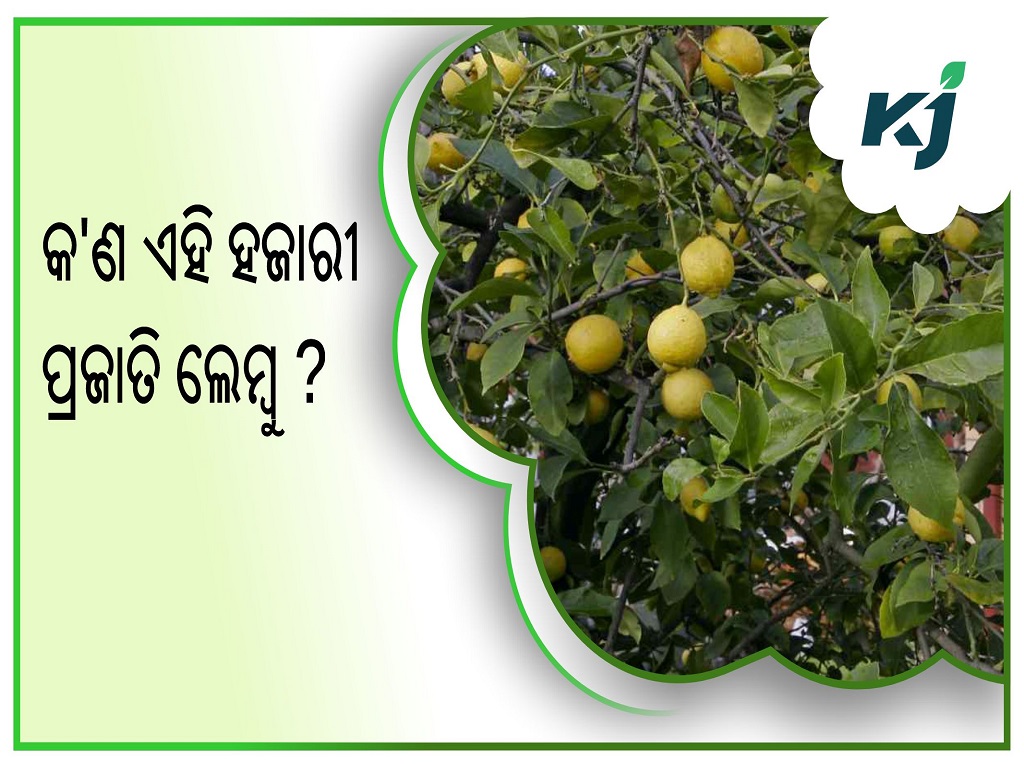 Earn lakhs of rupees by cultivating hazari species of lemon