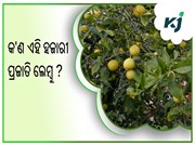 ହଜାରୀ ପ୍ରଜାତିର ଲେମ୍ବୁ ଚାଷ କରି ରୋଜଗାର କରନ୍ତୁ ଲକ୍ଷ ଲକ୍ଷ ଟଙ୍କା ହଜାରୀ ପ୍ରଜାତିର ଲେମ୍ବୁ ଚାଷ କରି ରୋଜଗାର କରନ୍ତୁ ଲକ୍ଷ ଲକ୍ଷ ଟଙ୍କା