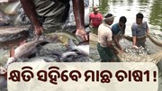 ମାଛ ଚାଷୀଙ୍କ ପାଇଁ ଗୁରୁତ୍ୱପୂର୍ଣ୍ଣ ସୂଚନା, ପଢ଼ନ୍ତୁ ପୂରା ଖବର...