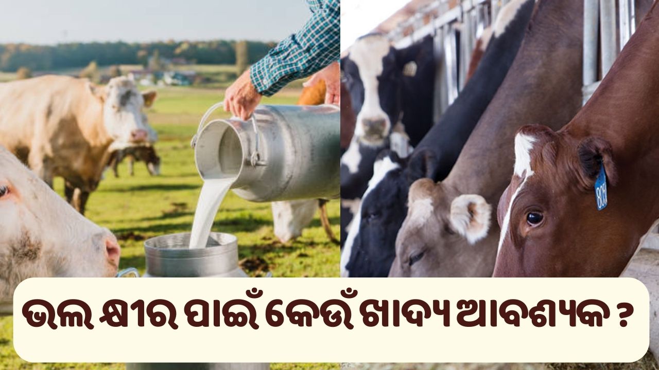 Nutrition Requirement in the diet of Dairy Animal