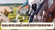 ଦୁଧିଆଳୀ ପଶୁଙ୍କୁ କେଉଁ ଖାଦ୍ୟ ଖୁଆଇବା ଉଚିତ୍ ?