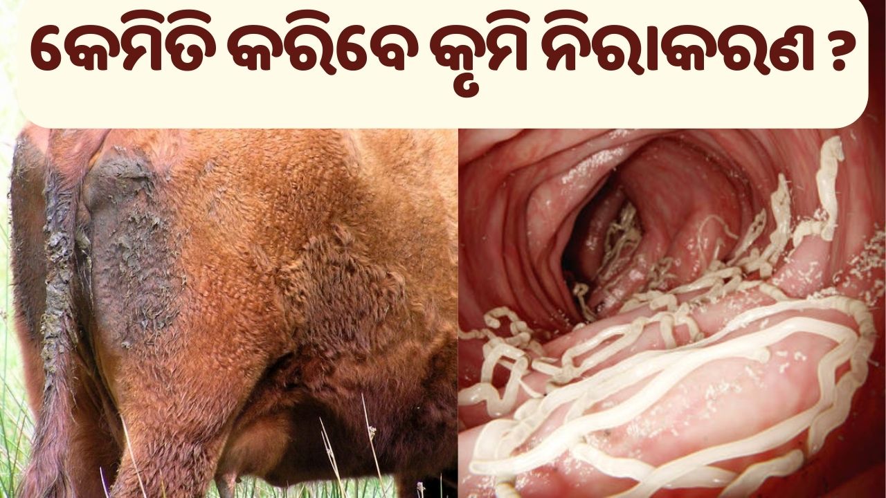 Treatment of disease in animals